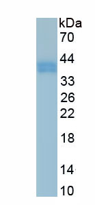 Recombinant Apolipoprotein C2 (APOC2)