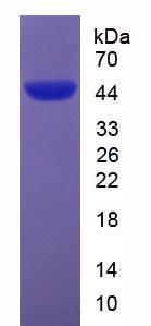 Recombinant Apolipoprotein A5 (APOA5)