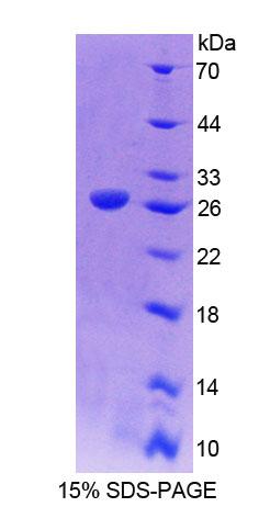 Recombinant Cadherin, Myotubule (CDH15)