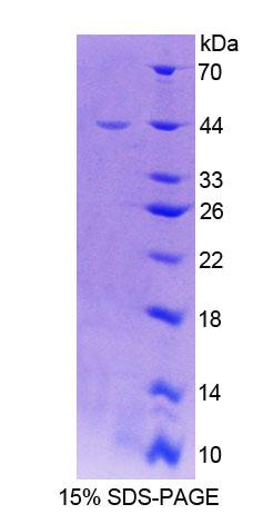 Recombinant Cadherin, Myotubule (CDH15)