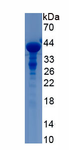 RPC023Hu01.jpg