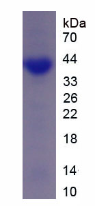 Recombinant Glucose Transporter 4 (GLUT4)