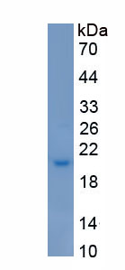 Recombinant Interleukin 22 (IL22)