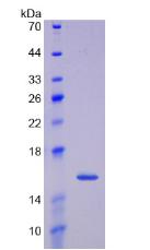 Recombinant Growth Differentiation Factor 15 (GDF15)