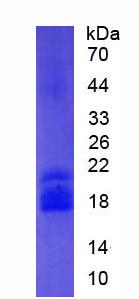 Recombinant Peroxisome Proliferator Activated Receptor Delta (PPARd)