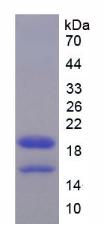 Recombinant High Mobility Group AT Hook Protein 1 (HMGA1)