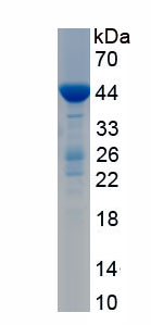 Recombinant Matrix Metalloproteinase 14 (MMP14)