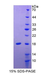 Recombinant Interleukin 24 (IL24)