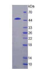 Recombinant Interleukin 24 (IL24)