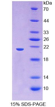RPC065Hu01.jpg