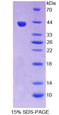 RPC068Ra01.jpg