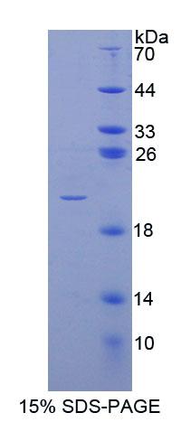 RPC072Hu01.jpg