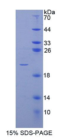 Recombinant Protein O-Fucosyltransferase 1 (POFUT1)