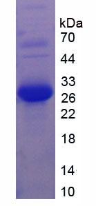 Recombinant Laminin Alpha 2 (LAMa2)