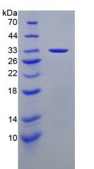 Recombinant Laminin Alpha 3 (LAMa3)