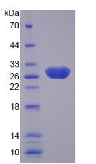 Recombinant Laminin Alpha 4 (LAMa4)