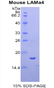 Recombinant Laminin Alpha 4 (LAMa4)