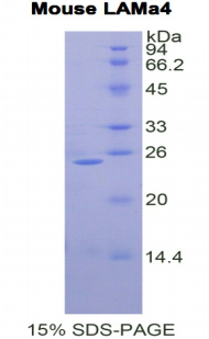 RPC077Mu03.jpg