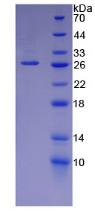 Recombinant Laminin Alpha 5 (LAMa5)