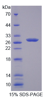 Recombinant Laminin Beta 4 (LAMb4)