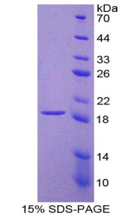 Recombinant Laminin Beta 2 (LAMb2)