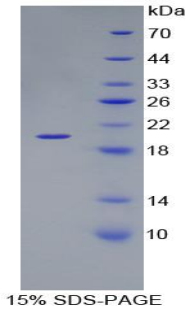 RPC081Mu01.jpg