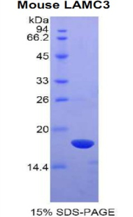 Recombinant Laminin Gamma 3 (LAMC3)