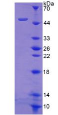 Recombinant Integrin Alpha 8 (ITGa8)