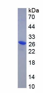 Recombinant Integrin Alpha 11 (ITGa11)