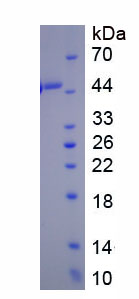 RPC104Hu01.jpg