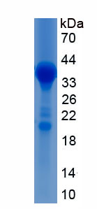 Recombinant Bone Morphogenetic Protein 8A (BMP8A)