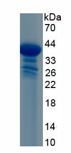 Recombinant Bone Morphogenetic Protein 10 (BMP10)