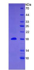 Recombinant Bone Morphogenetic Protein 15 (BMP15)