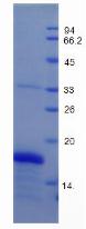 Recombinant Growth Differentiation Factor 1 (GDF1)