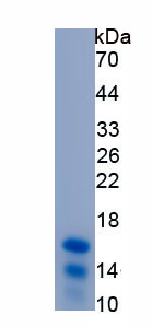 Recombinant Growth Differentiation Factor 3 (GDF3)