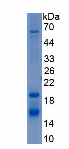 RPC109Mu01.jpg