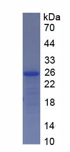 Recombinant Growth Differentiation Factor 5 (GDF5)