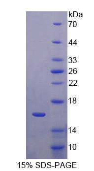 Recombinant Growth Differentiation Factor 11 (GDF11)