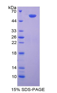 Recombinant SMAD family member 9 (SMAD9)