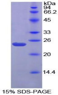 Recombinant Gremlin 1 (GREM1)