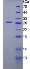 Recombinant Gremlin 1 (GREM1)