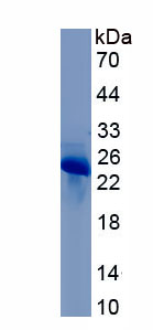 Recombinant Noggin (NOG)