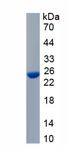 Recombinant Collagen Type XIX (COL19)