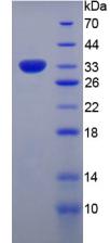 Recombinant Collagen Type VII (COL7)