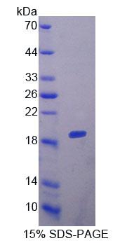 Recombinant Collagen Type VI Alpha 1 (COL6a1)