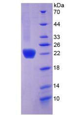 Recombinant Collagen Type VI Alpha 1 (COL6a1)