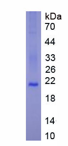 Recombinant Collagen Type VI Alpha 1 (COL6a1)