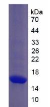 Recombinant Collagen Type X (COL10)