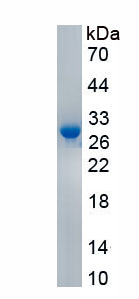 Recombinant Major Histocompatibility Complex Class II DQ Beta 1 (MHCDQb1)