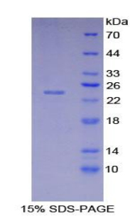 Recombinant HLA Class II Histocompatibility Antigen, DR Alpha Chain (HLA-DRA)